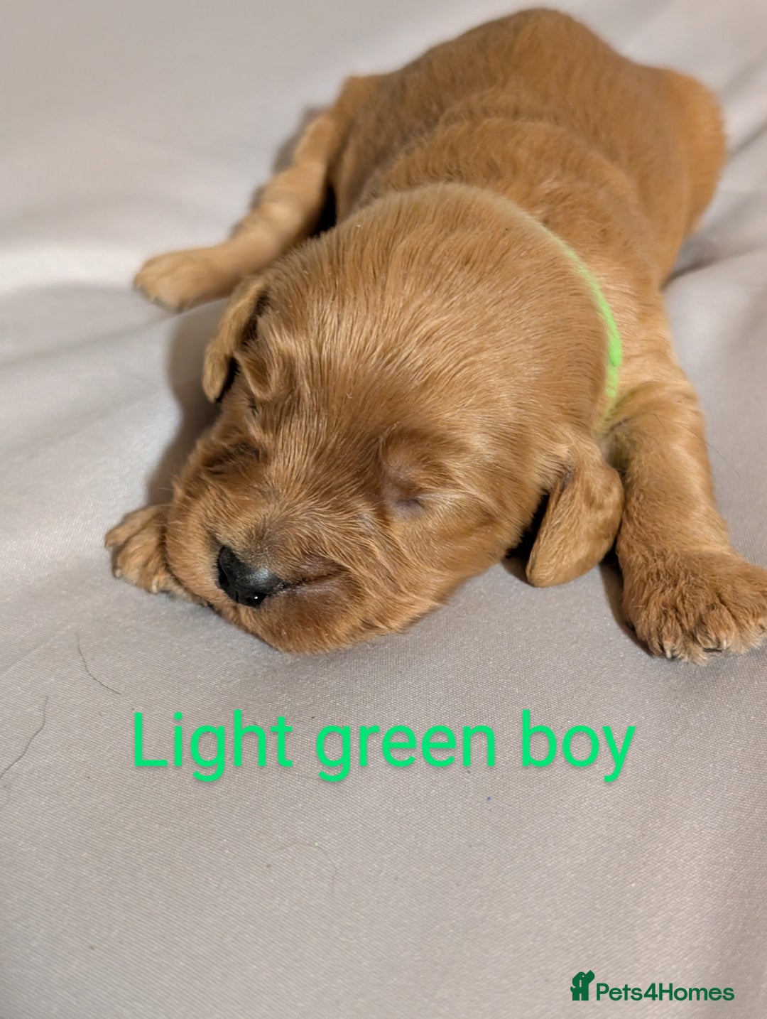 Cockapoo dogs for sale: Stunning f1 Cockapoo puppy's  - Image 8