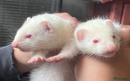 Ferret rodents for sale: Male ferrets born may 25 - Image 16