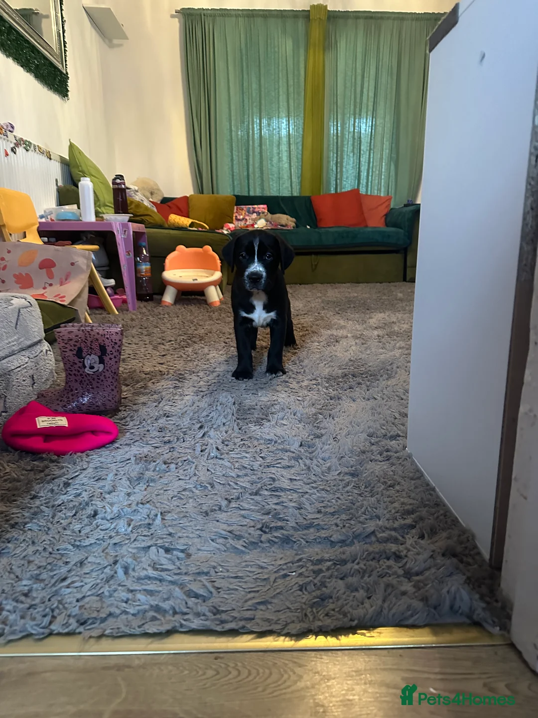 Mixed Breed dogs for sale: Lab- Cane Corso Puppies Looking for Loving Homes  - Advert 17