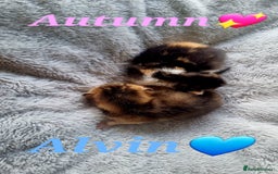 Scottish Fold cats for sale: TICA REGISTERED SCOTTISH BABIES  - Image 20