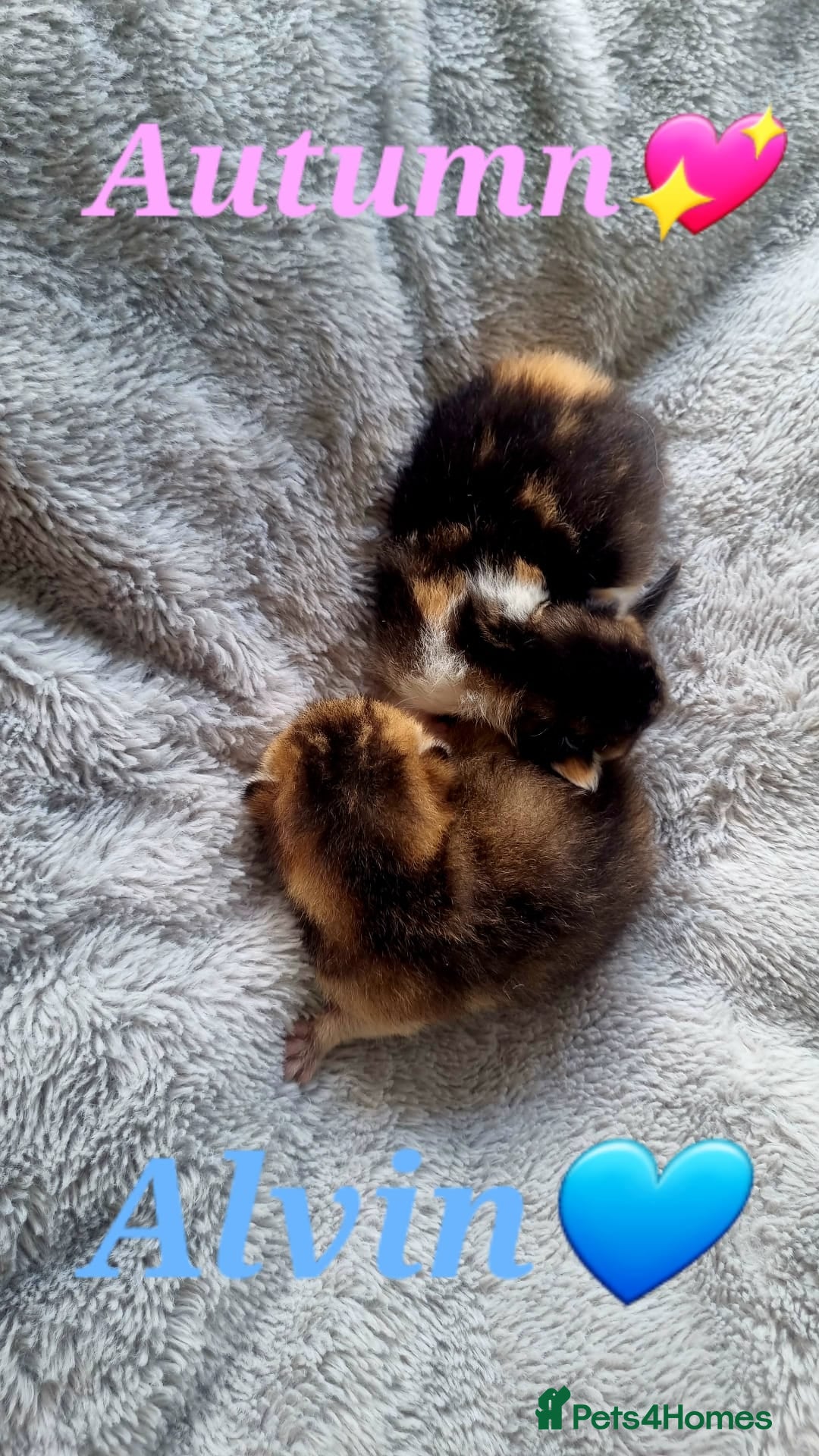 Scottish Fold cats for sale: TICA REGISTERED SCOTTISH BABIES  - Image 20