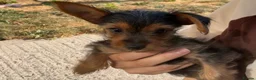 Yorkshire Terrier dogs for sale: Gorgeous Yorkshire terriers for sale*one boy left* - Advert 4