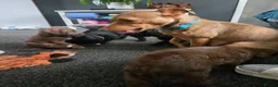 Jackapoo dogs for sale: Jackapoo's only girls left  - Advert 1
