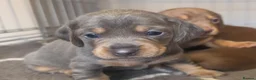 Miniature Dachshund dogs for sale: Adorable KC registered miniature dachshund puppies in Leeds - Advert 22