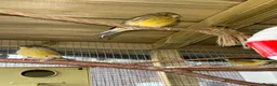 Canaries birds for sale: Gloster Canaries  in Daventry - Advert 5
