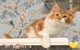 Maine Coon cats for sale: 🐾🦁 *TICA REG* GINGER MAINE COON KITTENS🦁🐾 - Image 1