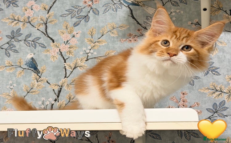 Maine Coon cats - Advert 2