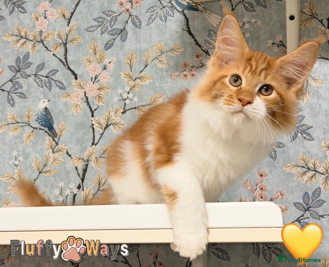 Maine Coon cats for sale: 🐾🦁 *TICA REG* GINGER MAINE COON KITTENS🦁🐾 - Image 1