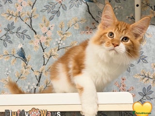 Maine Coon cats - Advert 9