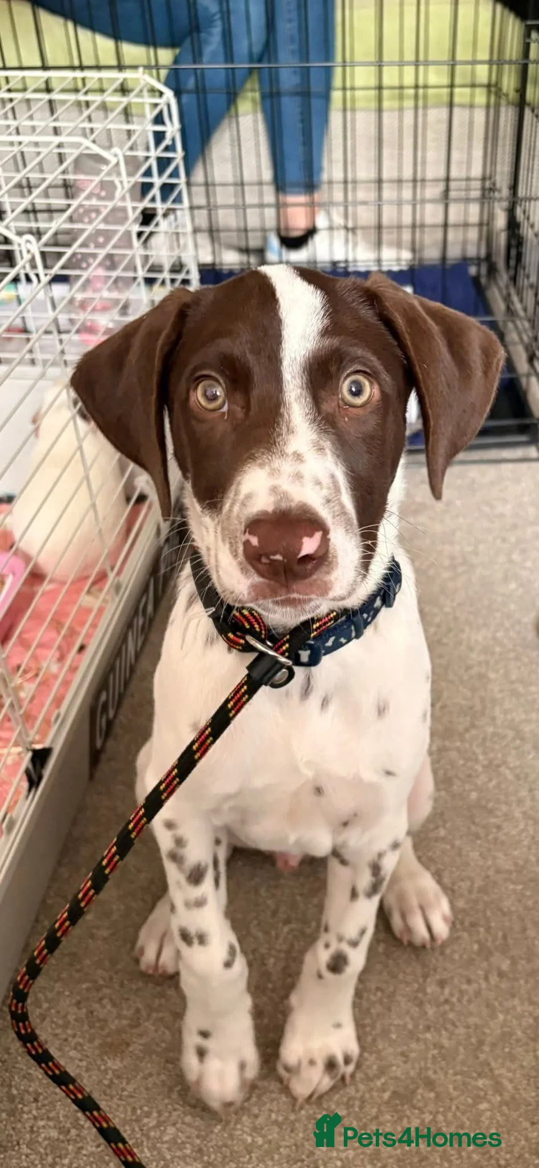 Mixed Breed dogs for sale: Rehoming of our boy in Plymouth - Advert 2
