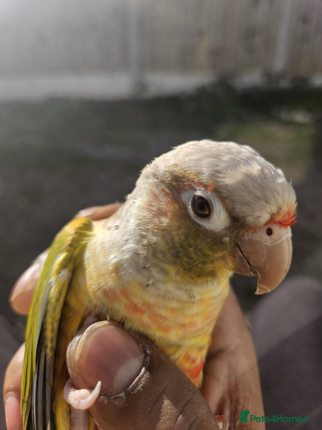 Conures birds for sale: Tame Male & Female Pineapple Conures - Image 16