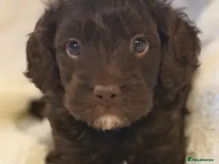 Cavapoo dogs Our First Ever F1 Choc Cavapoo Boy - Advert 12