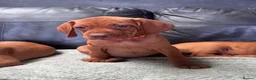 Hungarian Vizsla dogs for sale: Gorgeous Hungarian Vizsla puppies  - Advert 3