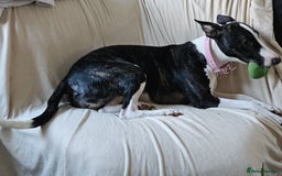 Mixed Breed dogs for sale: Loving Young Mixed-Breed Dog. - Image 6
