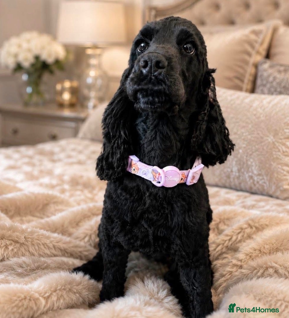 Cocker Spaniel dogs Beautiful Show Cocker Spaniel  - Advert 1