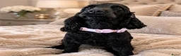 Cocker Spaniel dogs for sale: Beautiful Show Cocker Spaniel  - Advert 1