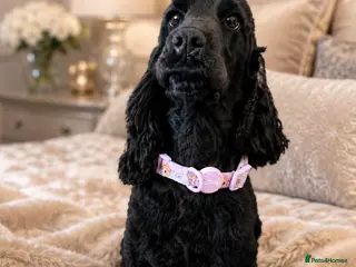 Cocker Spaniel dogs Beautiful Show Cocker Spaniel - Advert 1