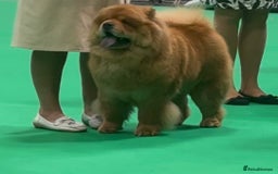 Chow Chow dogs for sale: Show Quality Chows  - Image 19