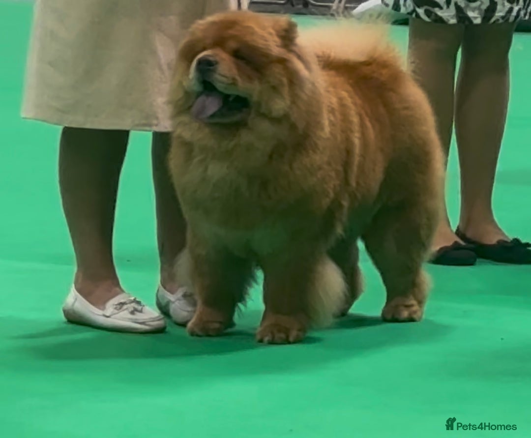 Chow Chow dogs for sale: Show Quality Chows  - Image 19