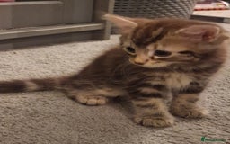 Maine Coon cats for sale: Maine Coon kittens - Image 6