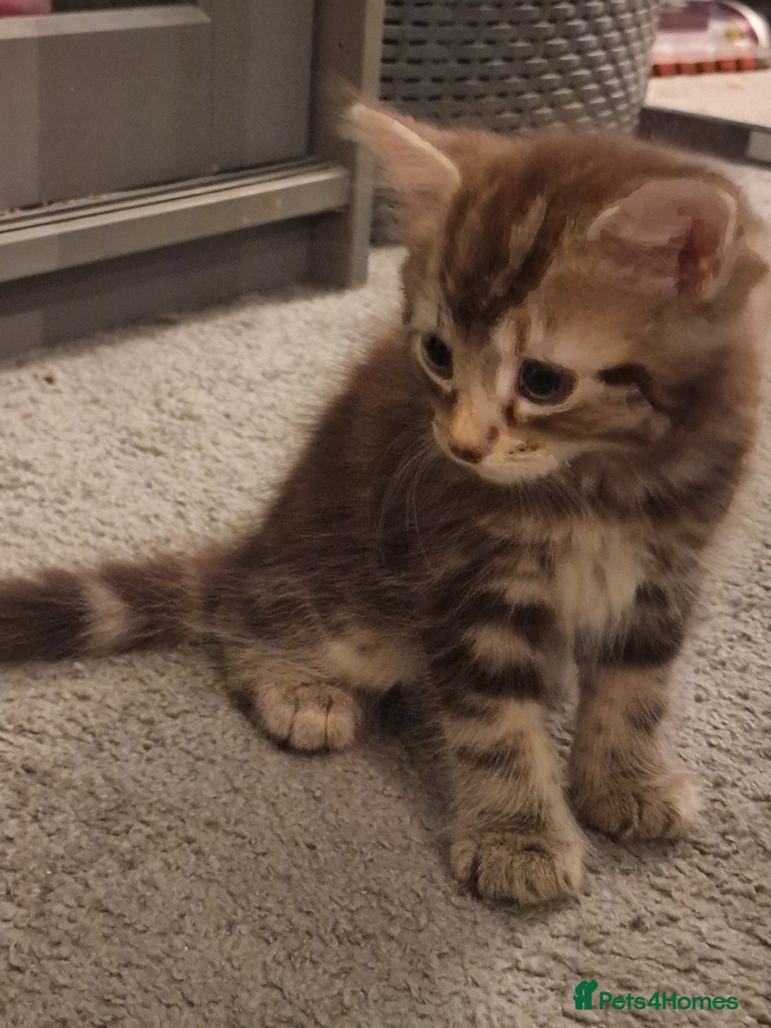 Maine Coon cats for sale: Maine Coon kittens - Image 6