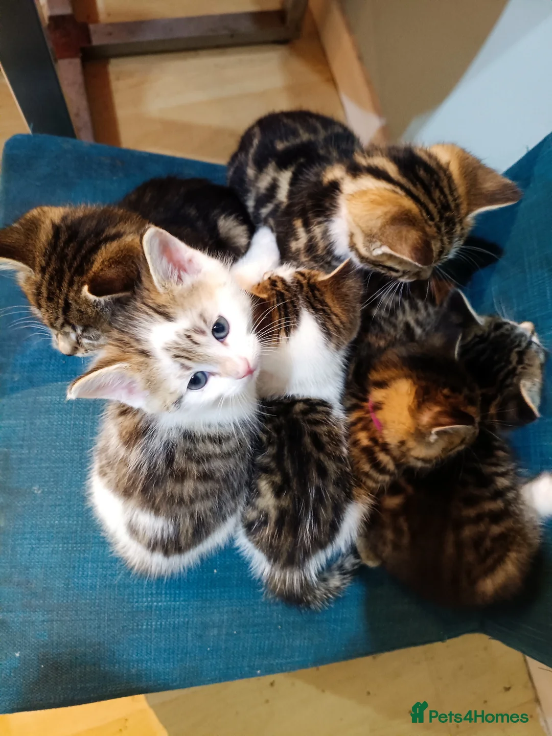 Toybob cats for sale: cat kittin  - Advert 7