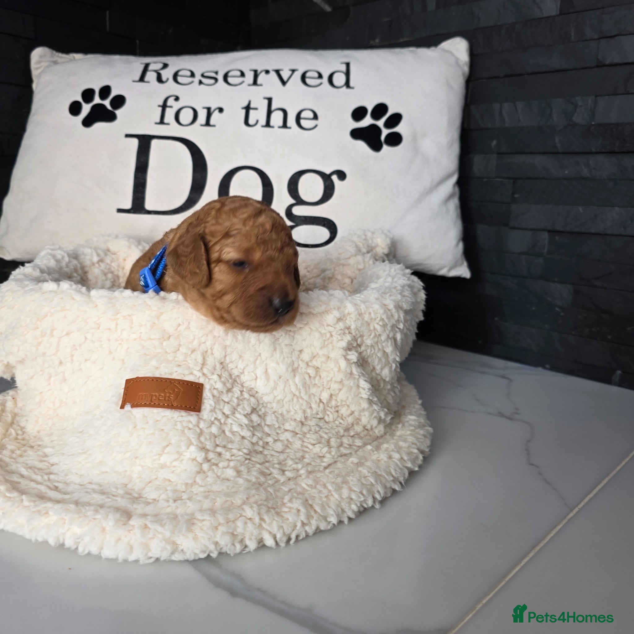 Cockapoo dogs for sale: Adorable f2 cockapoo  in Swadlincote - Advert 12
