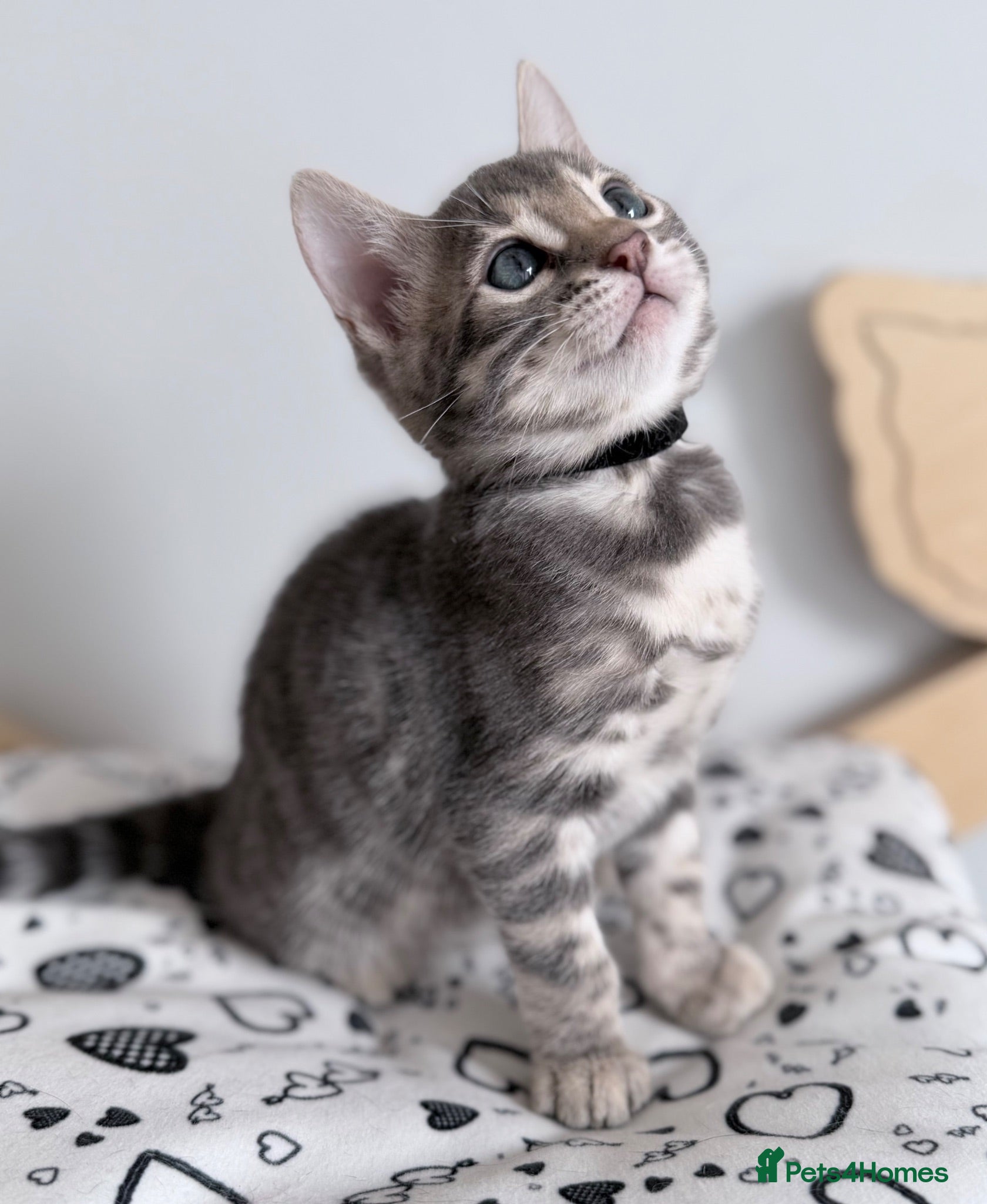 Bengal cats Exceptional Silver, Blue & Brown Bengal Kittens  - Advert 2