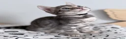 Bengal cats for sale: Exceptional Silver, Blue & Brown Bengal Kittens  in Basingstoke - Advert 14
