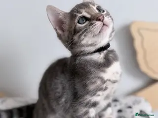 Bengal cats Exceptional Silver, Blue & Brown Bengal Kittens - Advert 2