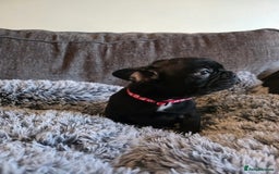French Bulldog dogs for sale: 5 Beautiful French bulldogs - Image 23