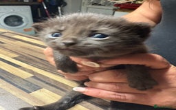 British Shorthair cats for sale: British Shorthair chocolate/grey colours  - Image 34
