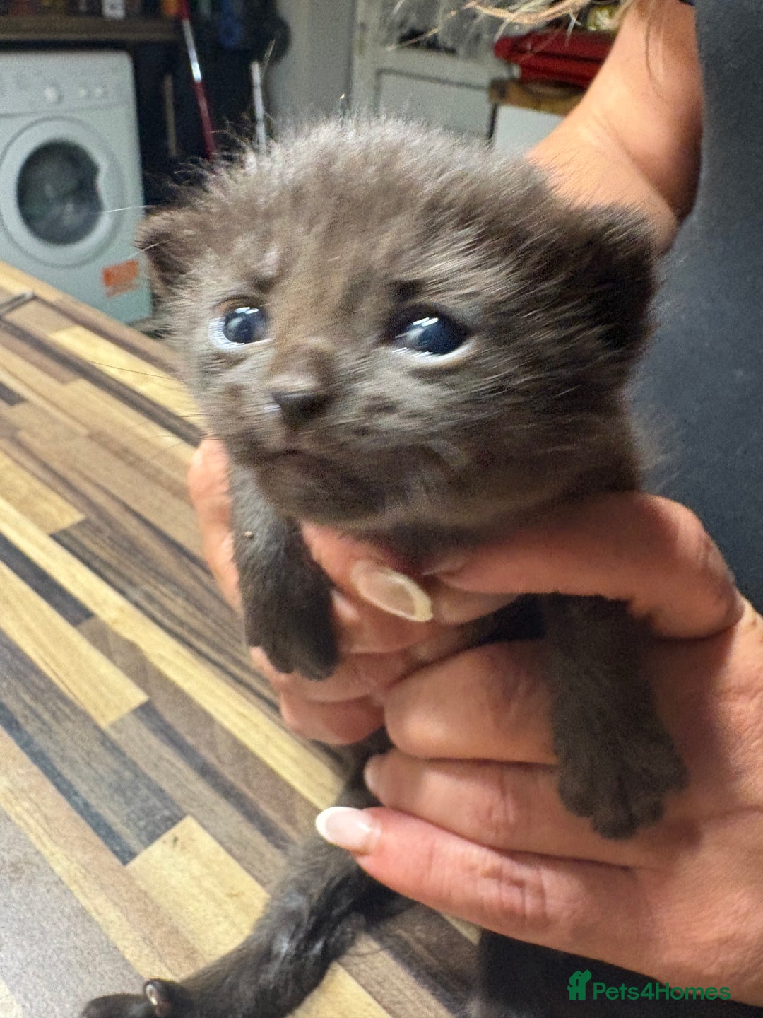 British Shorthair cats for sale: British Shorthair chocolate/grey colours  - Image 34