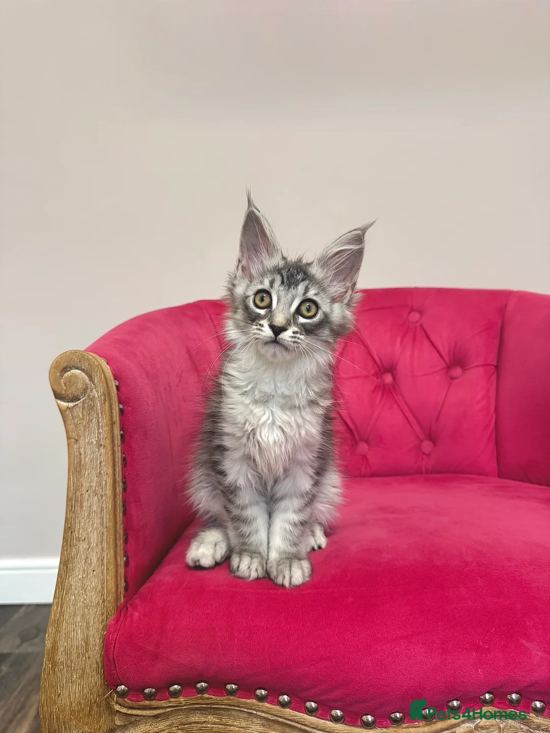 Maine Coon cats for sale: MaineCoon Kittens 🏆20+Gen🧬 Outstadning Pedigree - Advert 35