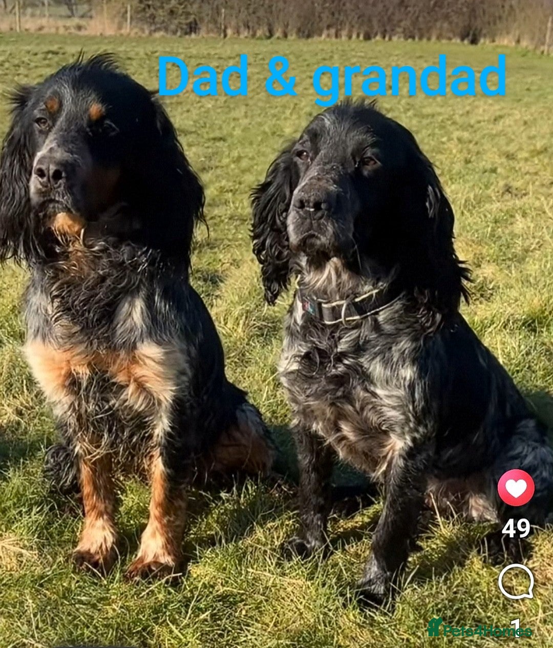 Cocker Spaniel dogs for sale: Health tested stunning litter of 6 - Image 4