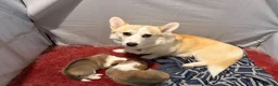 Welsh Corgi Pembroke dogs for sale: Handsome KC Reg Pembroke Corgi Pups in Caerphilly - Advert 22