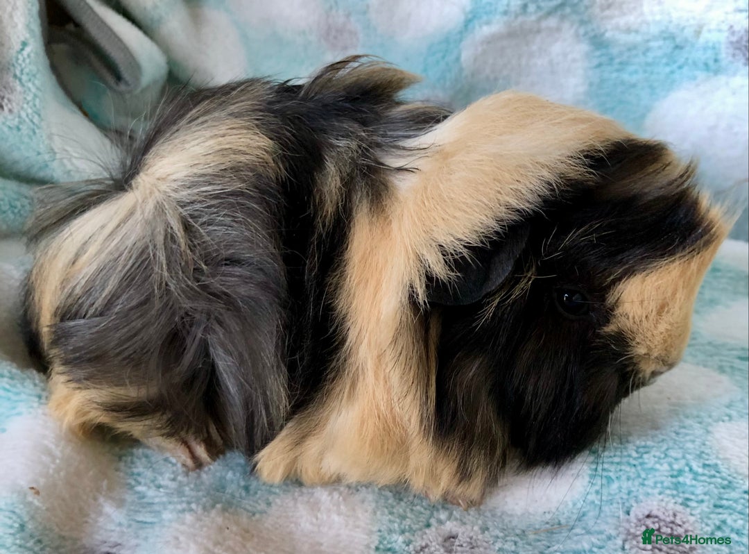 Guinea Pig rodents for sale: Baby Longhaired Peruvian boys for sale - Advert 7