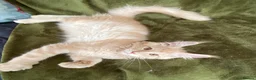 Maine Coon cats for sale: Beautiful Main Coon Kittens Ready - Advert 29