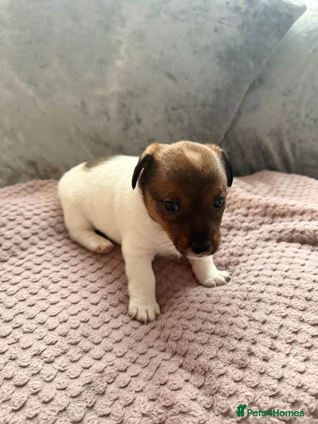 Jack Russell dogs for sale: Miniature jack russel puppies - Advert 3