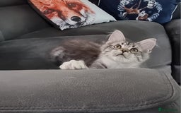 Maine Coon cats for sale: GCCF Pedigree Maine Coon Kittens for sale  - Image 1