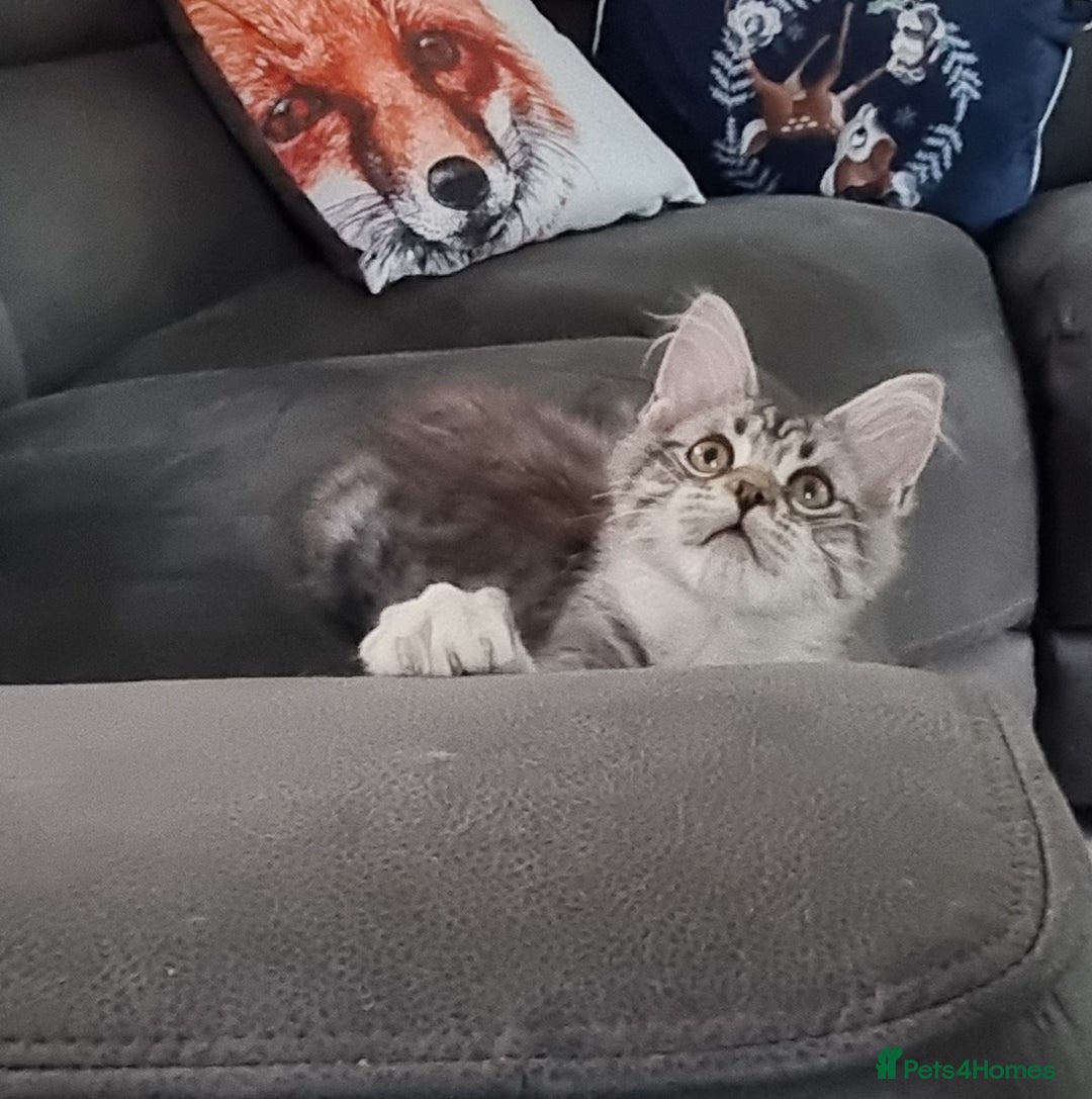 Maine Coon cats for sale: GCCF Pedigree Maine Coon Kittens for sale  - Image 1