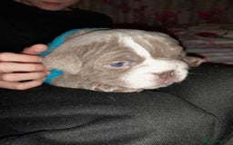 English Bulldog dogs for sale: New English bulldogs  - Image 2