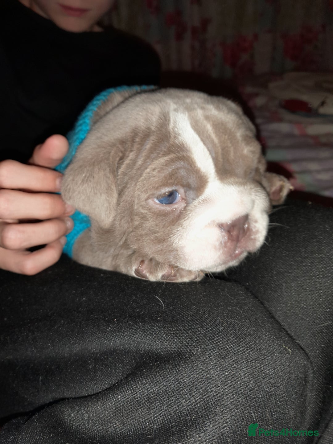 English Bulldog dogs for sale: New English bulldogs  - Image 2