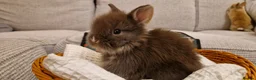 Lionhead rabbits for sale: Dustbunnies Lionheads for sale - Advert 21
