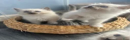 Ragdoll cats for sale: Ready to leave reduced price  - Advert 9
