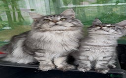 Maine Coon cats for sale: WE MAY SELL AS ACTIVE READY TO LEAVE  in Brighouse - Image 17