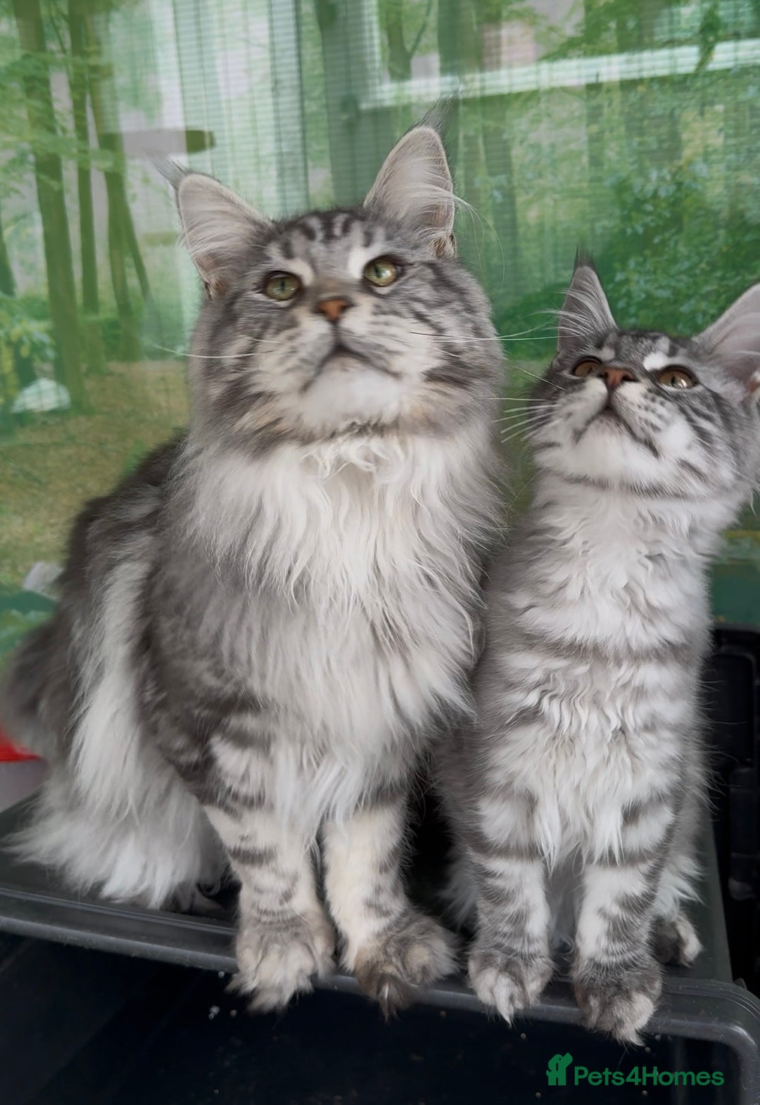 Maine Coon cats for sale: WE MAY SELL AS ACTIVE READY TO LEAVE  in Brighouse - Image 17