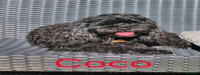 Coco