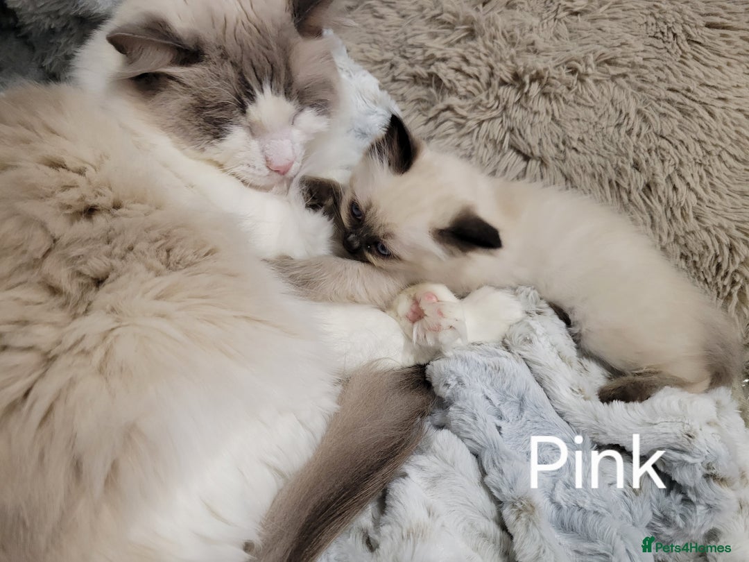 Ragdoll cats for sale: 5 very loved and spoiled Ragdoll kitttens - Advert 12