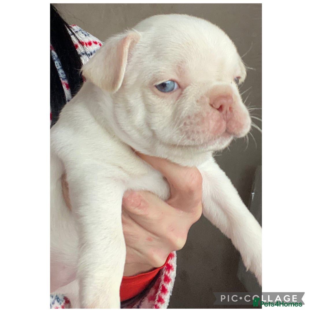 French Bulldog dogs for sale: Beautiful French bulldogs  - Advert 5